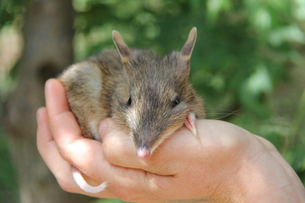 Small Animal being held.